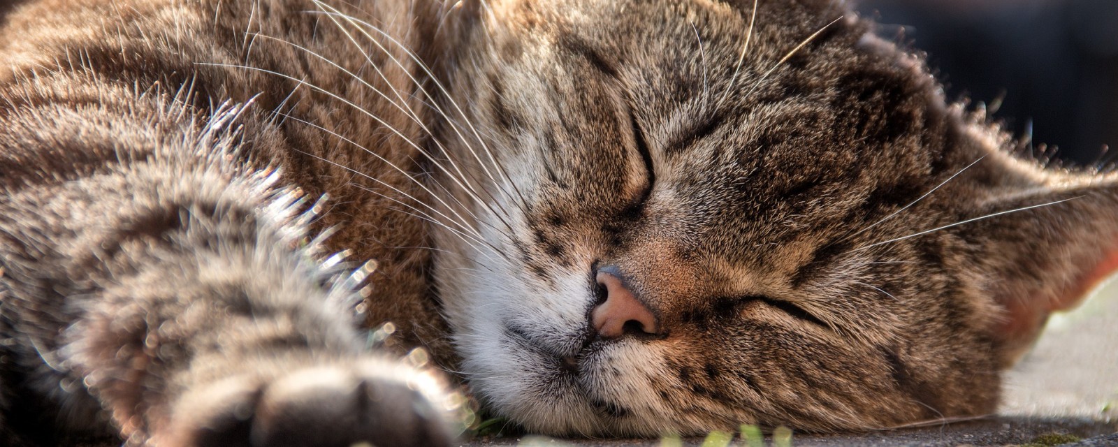 Cat asleep on ground