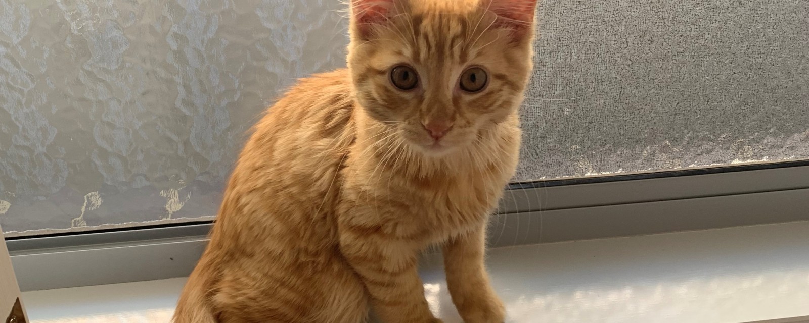 Rose Park Vet Desexing Cats and Dogs Adelaide » Rose Park Veterinary