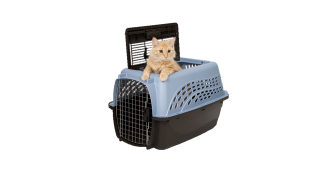 Cat in carrier