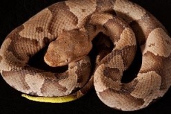 Copperhead snake