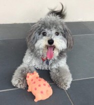 Happy grey puppy