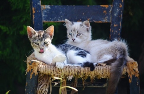 Kittens on chair
