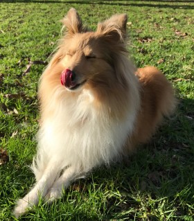 Happy dog licking its nose in grass