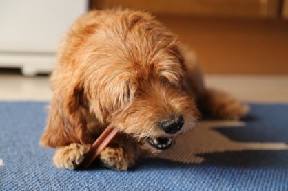 Red haired dog chewing treat