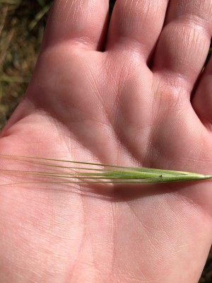 Grass Seed in palm
