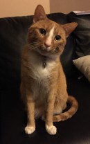 Cute ginger cat sitting on sofa