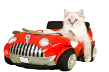 Cat in car