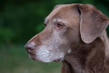 Old Dog with grey fur