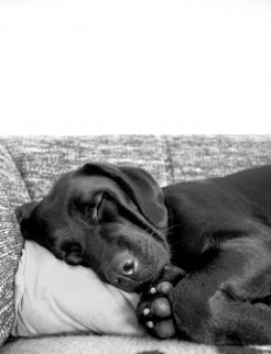 Labrador sleeping in black and white