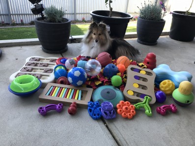 Why your dog needs enrichment toys