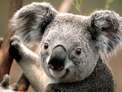 Koala on a branch