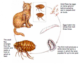 Flea Life Cycle