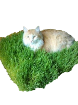 Cat on grass