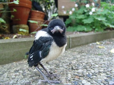 Baby Magpie