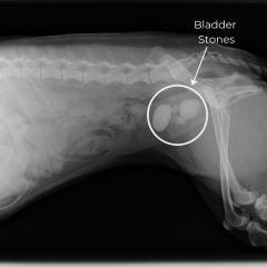 Bladder Stones-Rose Park Vet