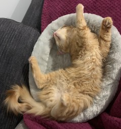 content cat stretching out on bed