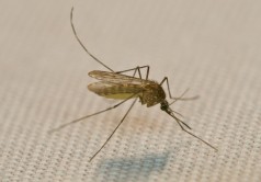 Mosquito