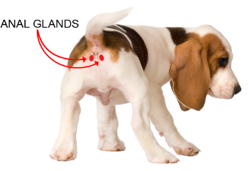 Dog Anal Gland
