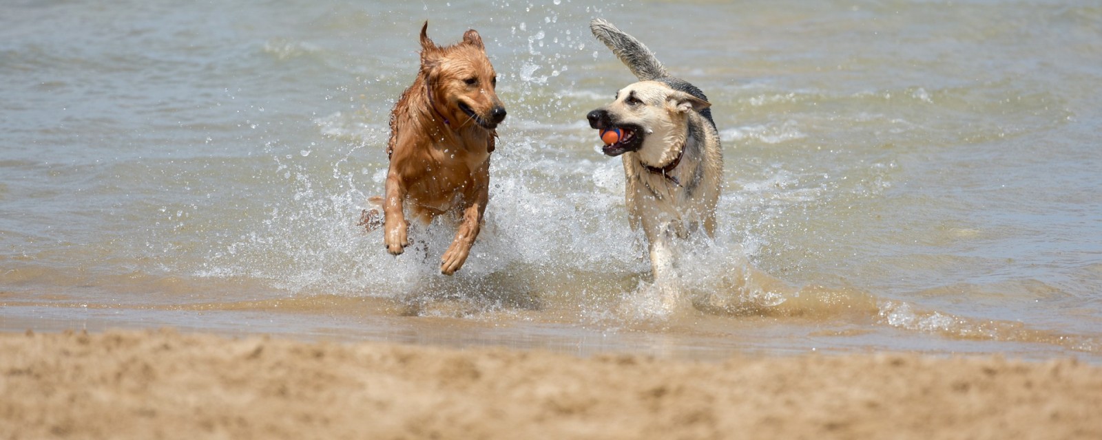 Dogs playing in the sea
