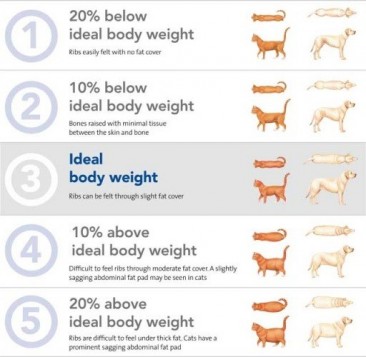 Pet Obesity Infographic