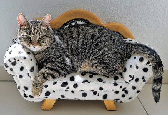 Cat lying on small pet chair