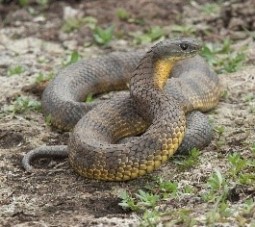 Tiger snake