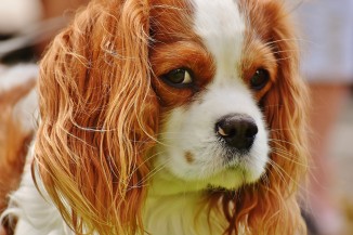 Cavalier Dog