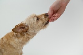 Dog being given treat from owner