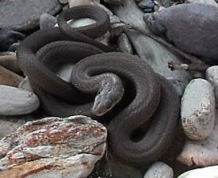 Black snake