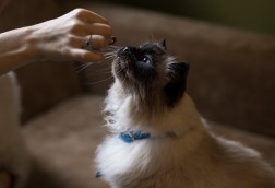 Cat getting medicine from owner