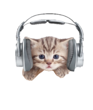 Cat with headphones