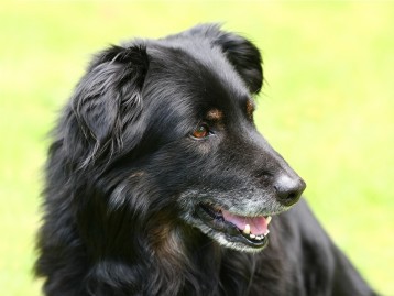 Black longhaired dog smiling