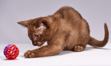 kitten 3270625 1920