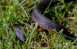 red bellied black snake 644896 1920