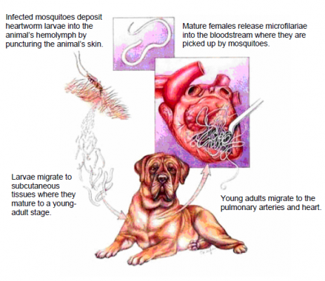 Heartworm Life Cycle Dog