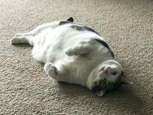 Fat cat