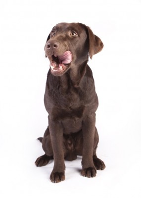 Chocolate Lab