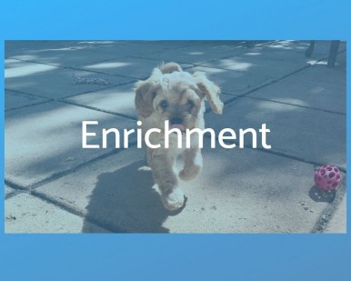 Enrichment Article