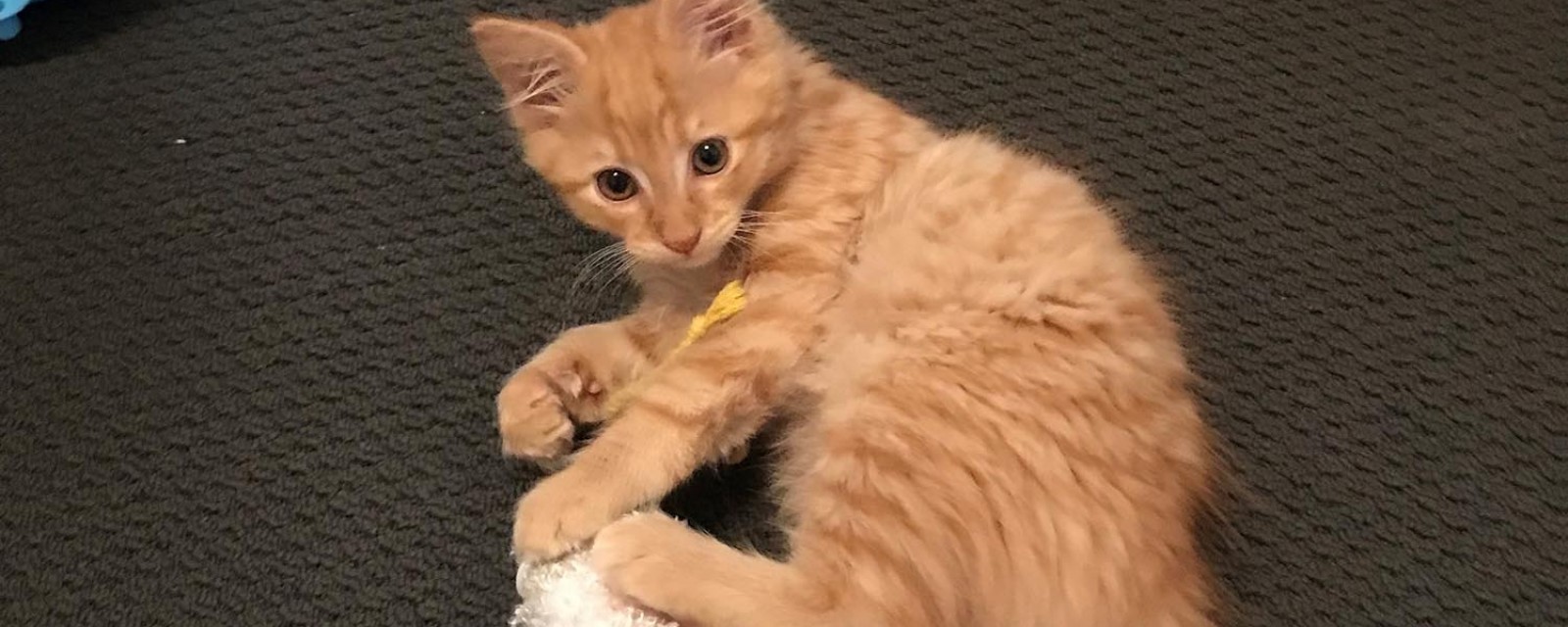 catcat