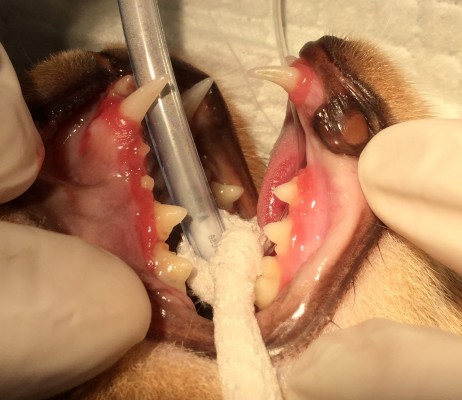 Cat receiving surgery for gingivitis Adelaide