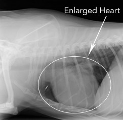 Xray Enlarged Heart - Dog