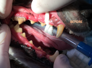 Dog receiving dental surgery Adelaide