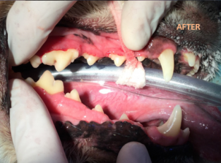 Dog teeth after receiving dental surgery