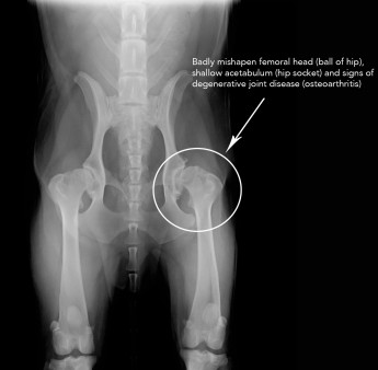 Hip Xray Dog