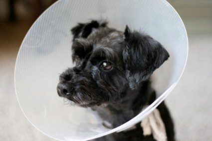 Dog with bucket